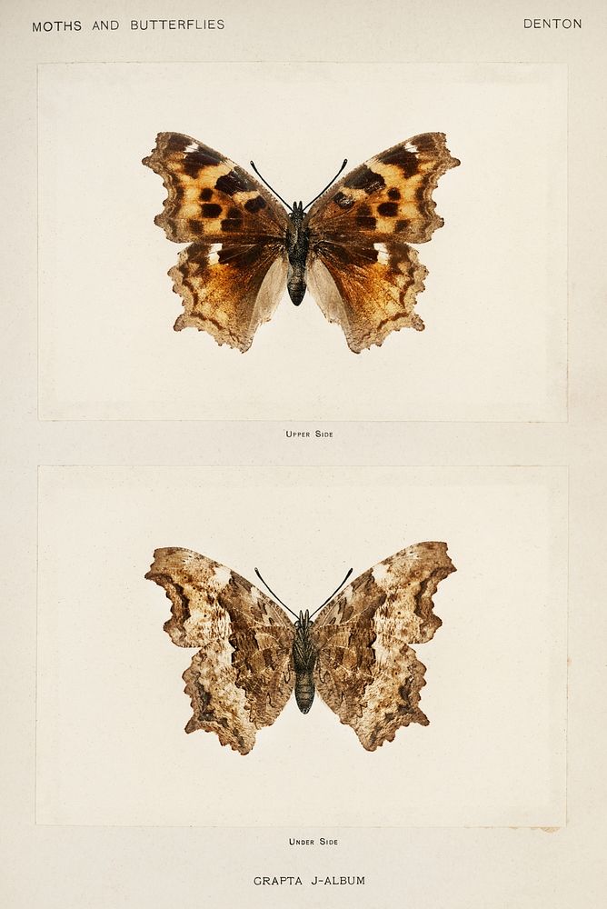 Compton Tortoiseshell (Grapta J-Album).  Digitally enhanced from our own publication of Moths and Butterflies of the United…