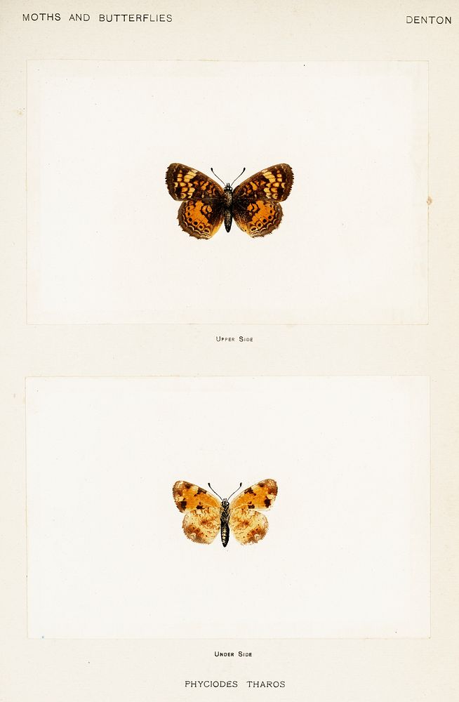 Pearl Crescent (Phyciodes Tharos).  Digitally enhanced from our own publication of Moths and Butterflies of the United…