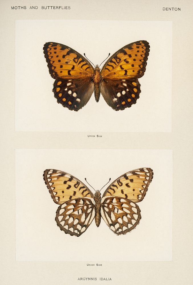 Regal Fritillary (Argynnis Idalia).  Digitally enhanced from our own publication of Moths and Butterflies of the United…