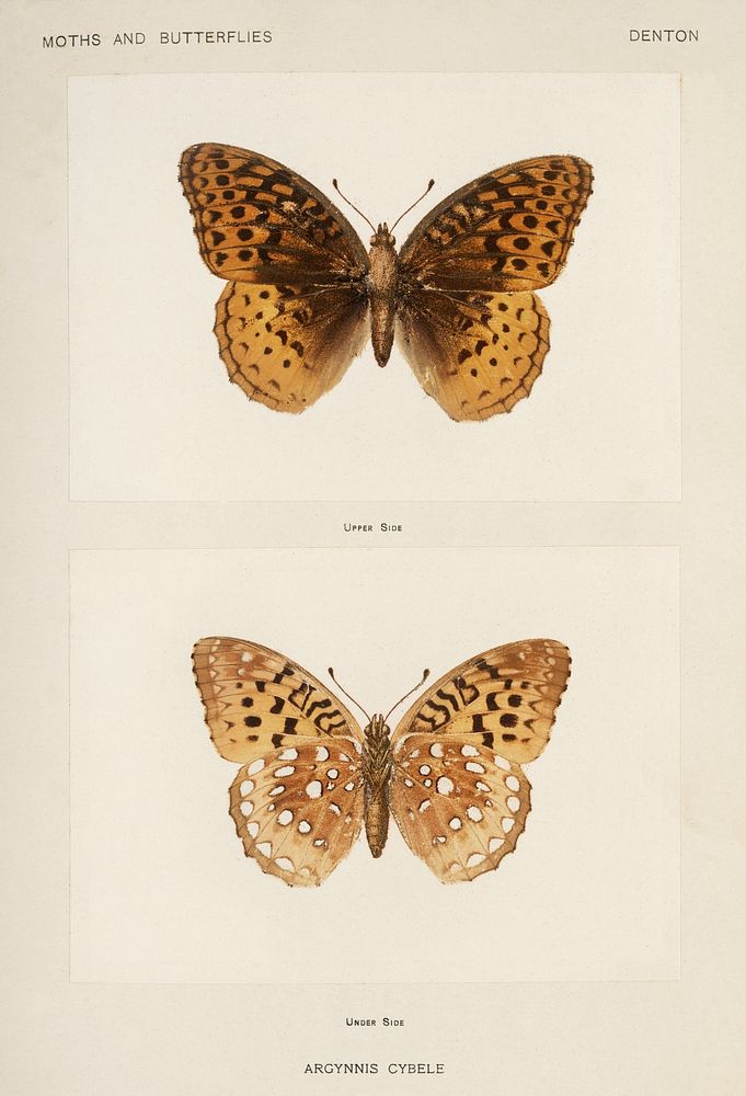 Great Spangled Fritillary (Argynnis Cybele).  Digitally enhanced from our own publication of Moths and Butterflies of the…