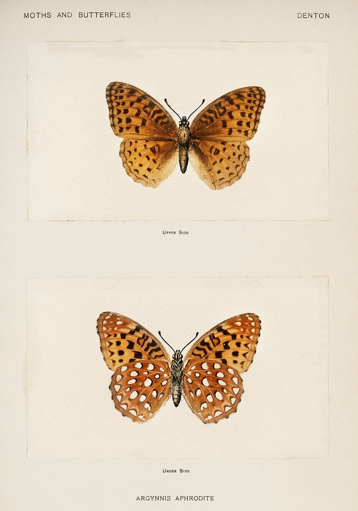 Aphrodite Fritillary (Argynnis Aphrodite).  Digitally enhanced from our own publication of Moths and Butterflies of the…