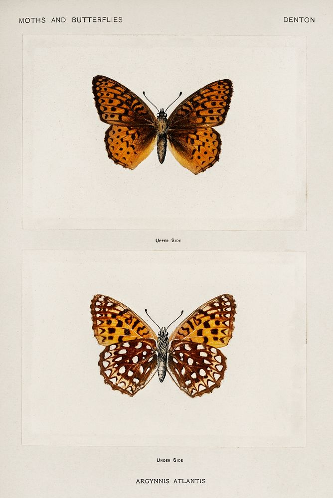 Atlantis Fritillary (Argynnis Atlantis).  Digitally enhanced from our own publication of Moths and Butterflies of the United…