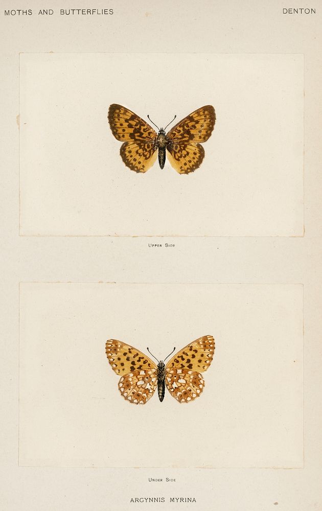 Silver-bordered Fritillary (Argynnis Myrina).  Digitally enhanced from our own publication of Moths and Butterflies of the…