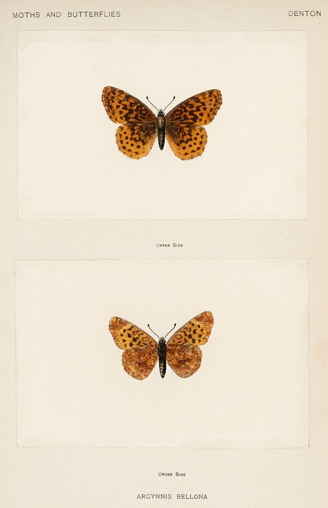 Meadow Fritillary (Argynnis Bellona).  Digitally enhanced from our own publication of Moths and butterflies of the United…