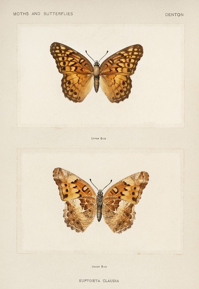 Variegated Fritillary (Euptoieta Claudia).  Digitally enhanced from our own publication of Moths and butterflies of the…