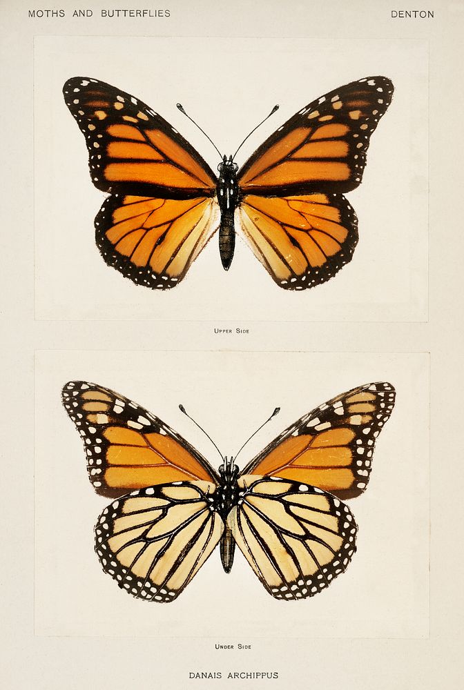 Monarch Butterfly (Danais Archippus).  Digitally enhanced from our own publication of Moths and butterflies of the United…