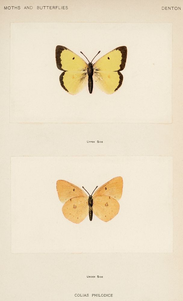 Clouded Sulphur (Colias Philodice).  Digitally enhanced from our own publication of Moths and Butterflies of the United…