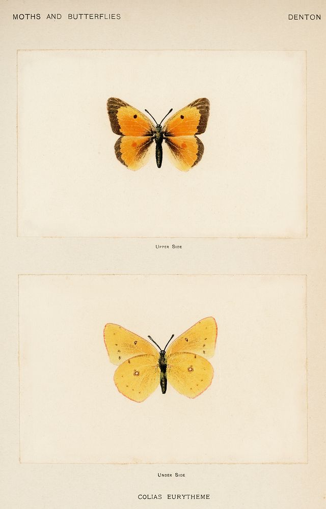 Orange Sulphur (Colias Eurytheme).  Digitally enhanced from our own publication of Moths and Butterflies of the United…