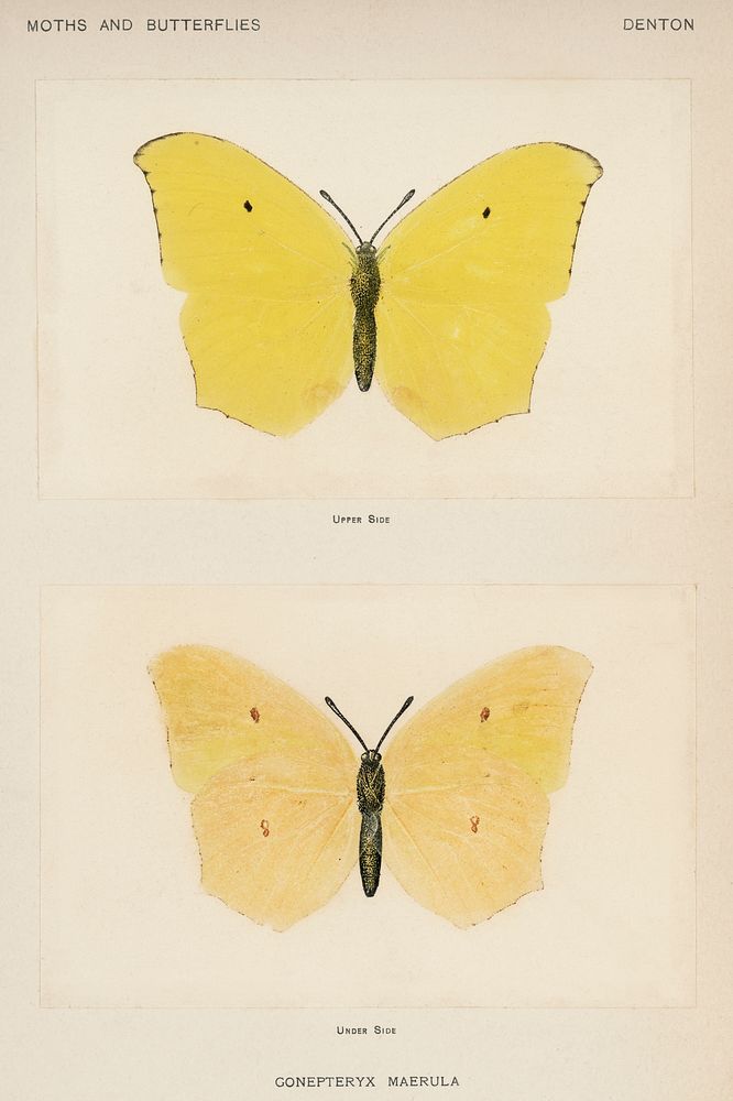 Angled Sulphur (Gonepteryx Maerula).  Digitally enhanced from our own publication of Moths and Butterflies of the United…