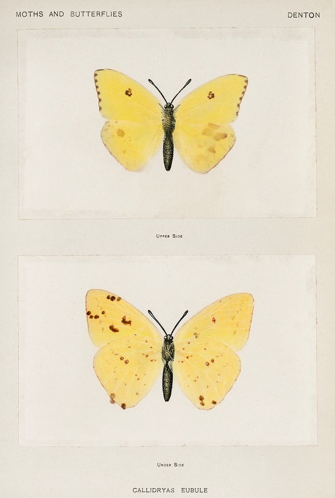 Cloudless Sulphur (Callidryas Eubule).  Digitally enhanced from our own publication of Moths and Butterflies of the United…