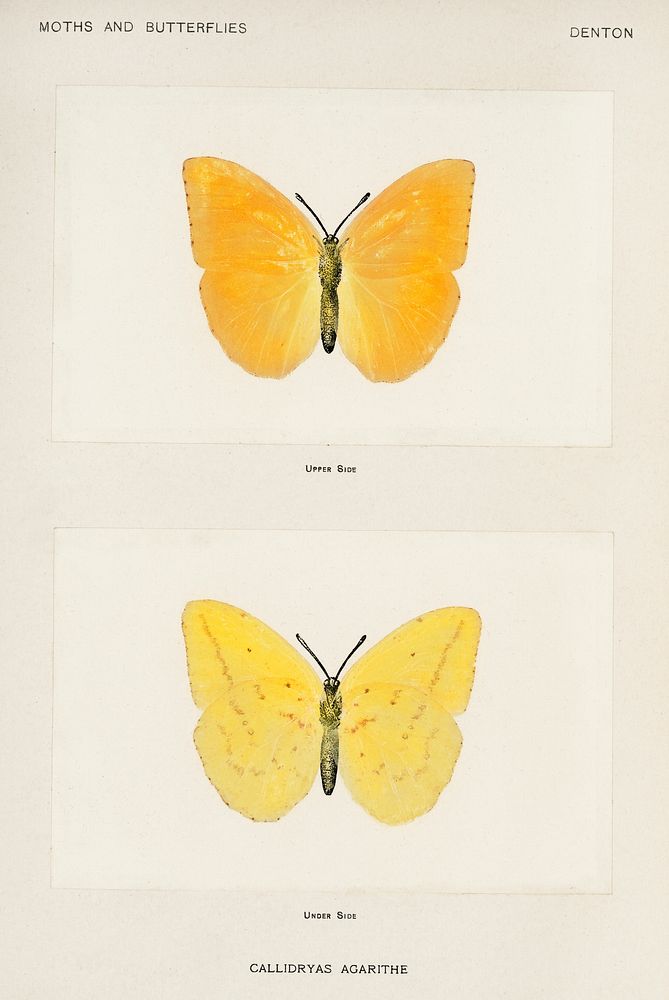 Orange Giant Sulphur (Callidryas Agarithe).  Digitally enhanced from our own publication of Moths and Butterflies of the…
