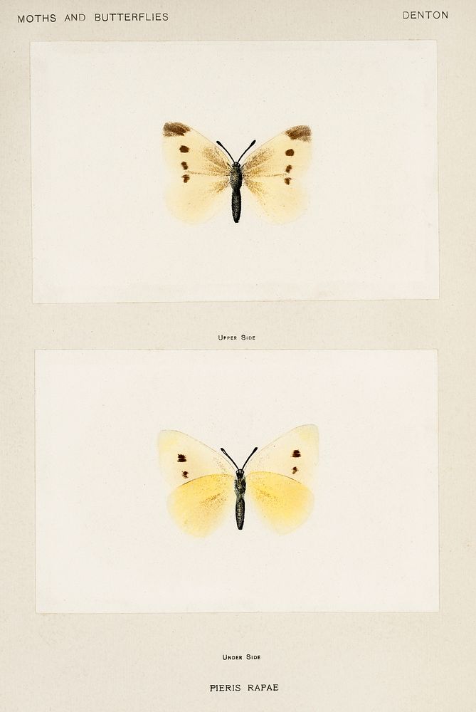 Small Cabbage White (Pieris Rapae).  Digitally enhanced from our own publication of Moths and Butterflies of the United…
