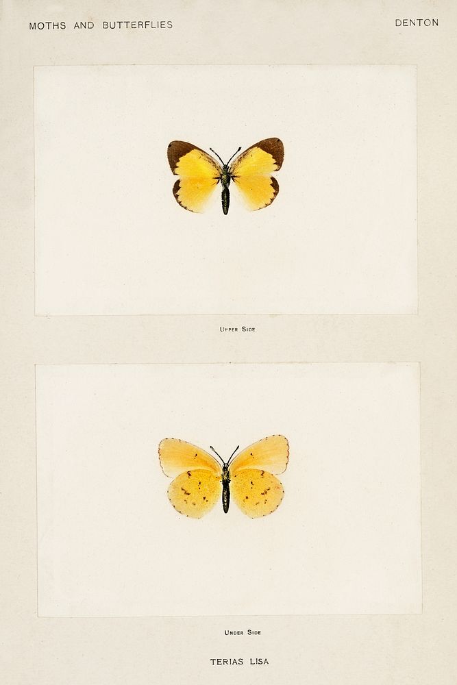 Little Sulphur (Terias Lisa).  Digitally enhanced from our own publication of Moths and Butterflies of the United States…