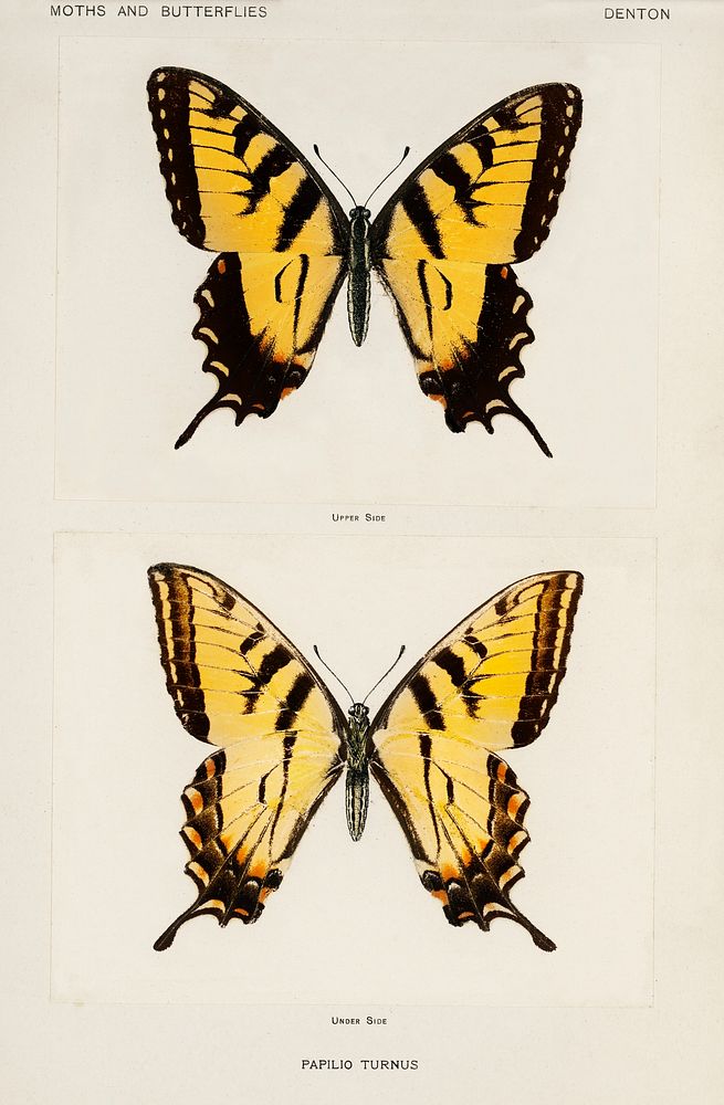 Eastern Tiger Swallowtail (Papilio Turnus).  Digitally enhanced from our own publication of Moths and Butterflies of the…