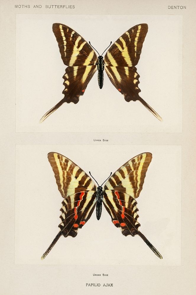 Papilio Ajax.  Digitally enhanced from our own publication of Moths and Butterflies of the United States (1900) by Sherman…