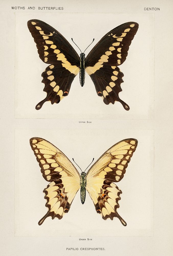 Giant Swallowtail (Papilio Cresphontes). Digitally enhanced from our own publication of Moths and Butterflies of the United…