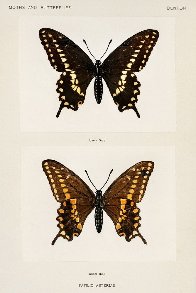 Black Swallowtail (Papilio Asterias).  Digitally enhanced from our own publication of Moths and Butterflies of the United…