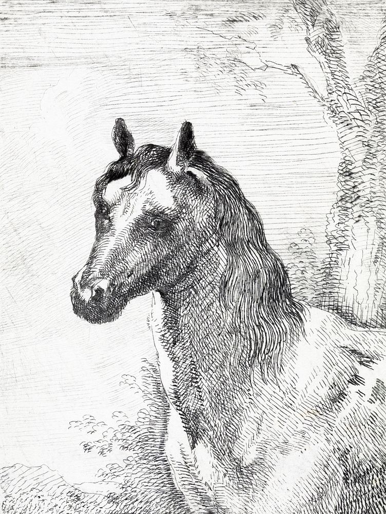 Head of a horse (ca. 1725–1792) print in high resolution by Aert Schouman. Original from The Rijksmuseum. Digitally enhanced…