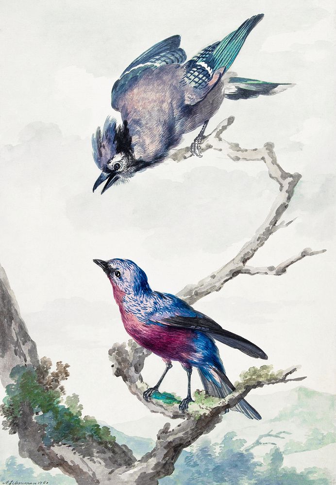 Two birds: a blue jay and a purple-breasted cotinga (1760) painting in high resolution by Aert Schouman. Original from the…