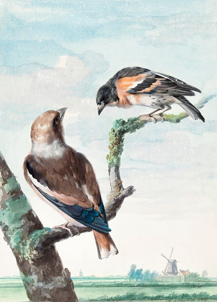 Two birds: hawfinch (1752) painting in high resolution by Aert Schouman. Original from The Rijksmuseum. Digitally enhanced…