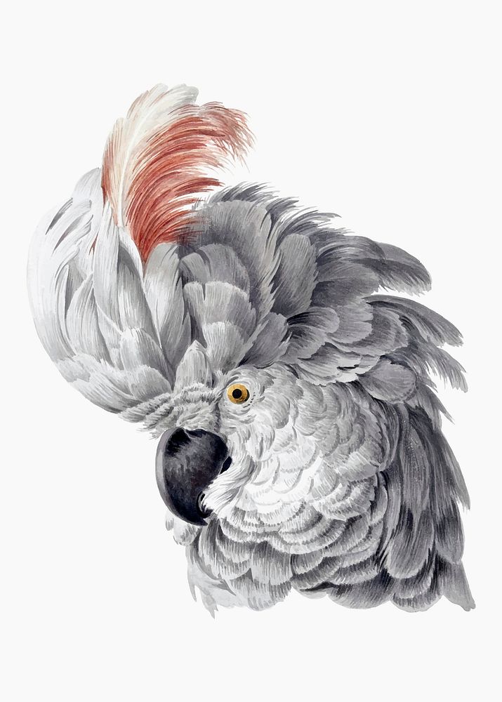 Cockatoo illustration vector, remixed from artworks by Aert Schouman