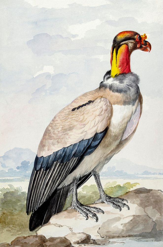 King vulture (1758) painting in high resolution by Aert Schouman. Original from The Rijksmuseum. Digitally enhanced by…