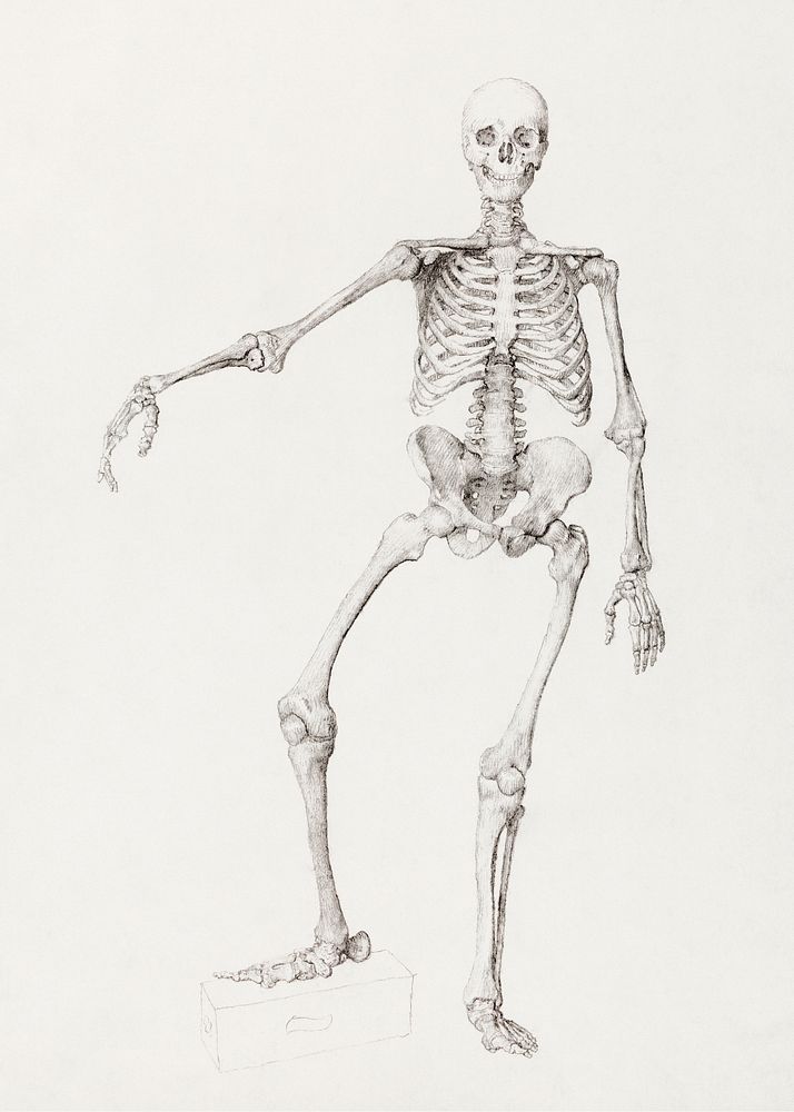 Human Skeleton, Anterior View (Right Arm Outstretched; finished study for unpublished table), (1795&ndash;1806) drawing in…