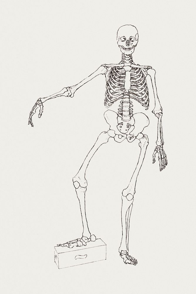 Human Skeleton, Anterior View (1795&ndash;1806) drawing in high resolution by George Stubbs. Original from The Yale…