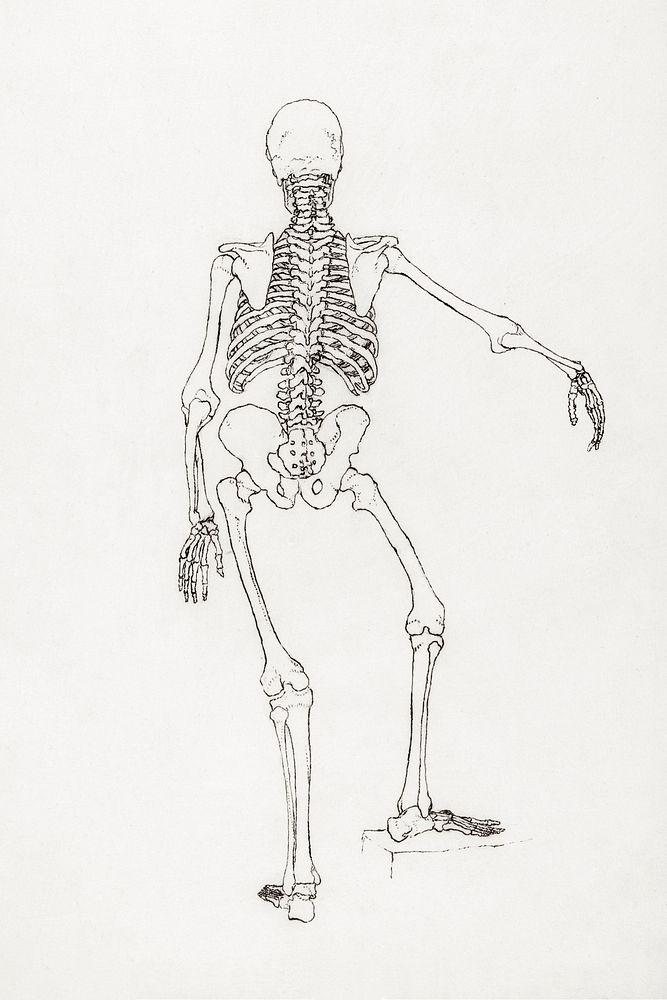 Human Skeleton, Posterior View (1795&ndash;1806) drawing in high resolution by George Stubbs. Original from The Yale…