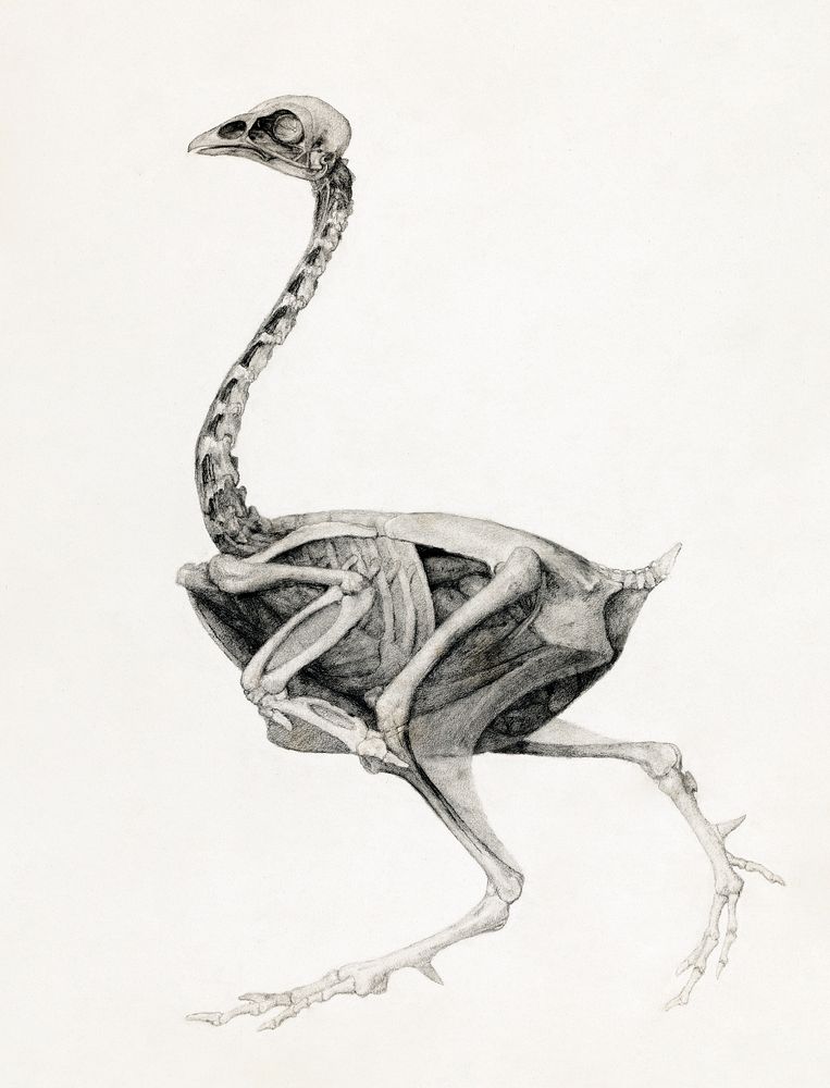 Fowl Body, Lateral View (Highly Finished Study for an Unpublished Table; Shows the Last Stage in Dissection)…