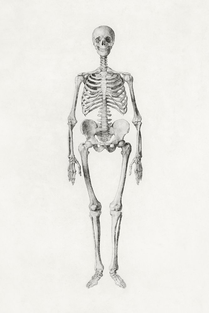 Human Skeleton, Anterior View (Finished Study for Table I), (1795&ndash;1806) drawing in high resolution by George Stubbs.…