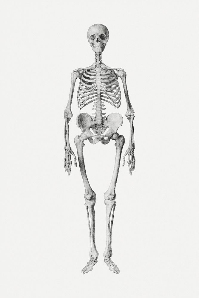 Human skeleton psd drawing, remixed from artworks by George Stubbs