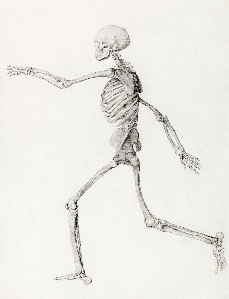 Human Skeleton, Lateral View Seen from the Left, Running (Finished Study for Table III), (1795&ndash;1806) drawing in high…
