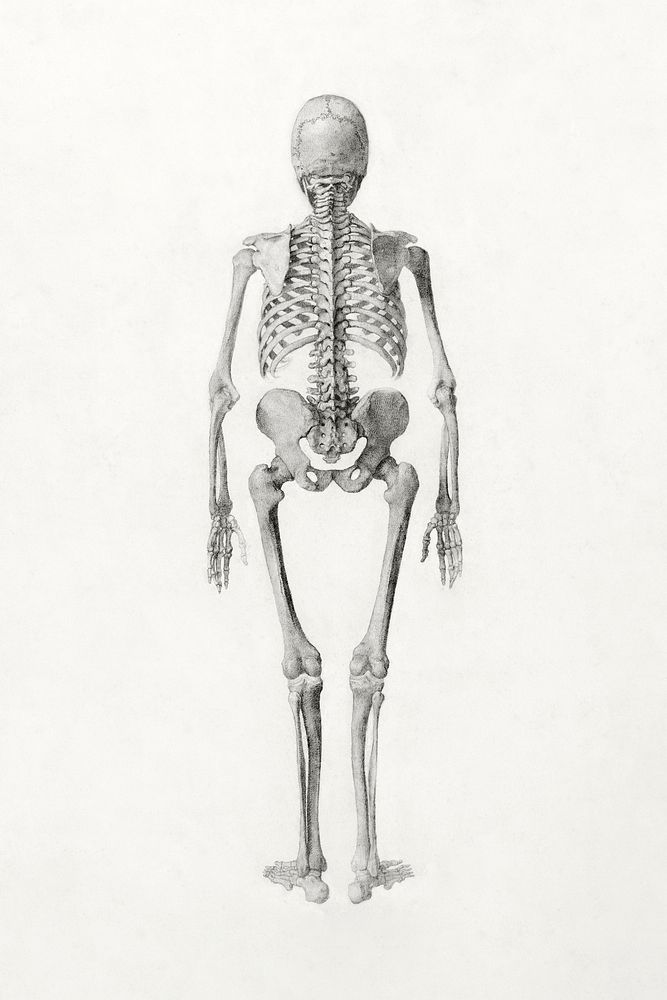 Human Skeleton, Posterior View (Finished Study for Table II), (1795&ndash;1806) drawing in high resolution by George Stubbs.…