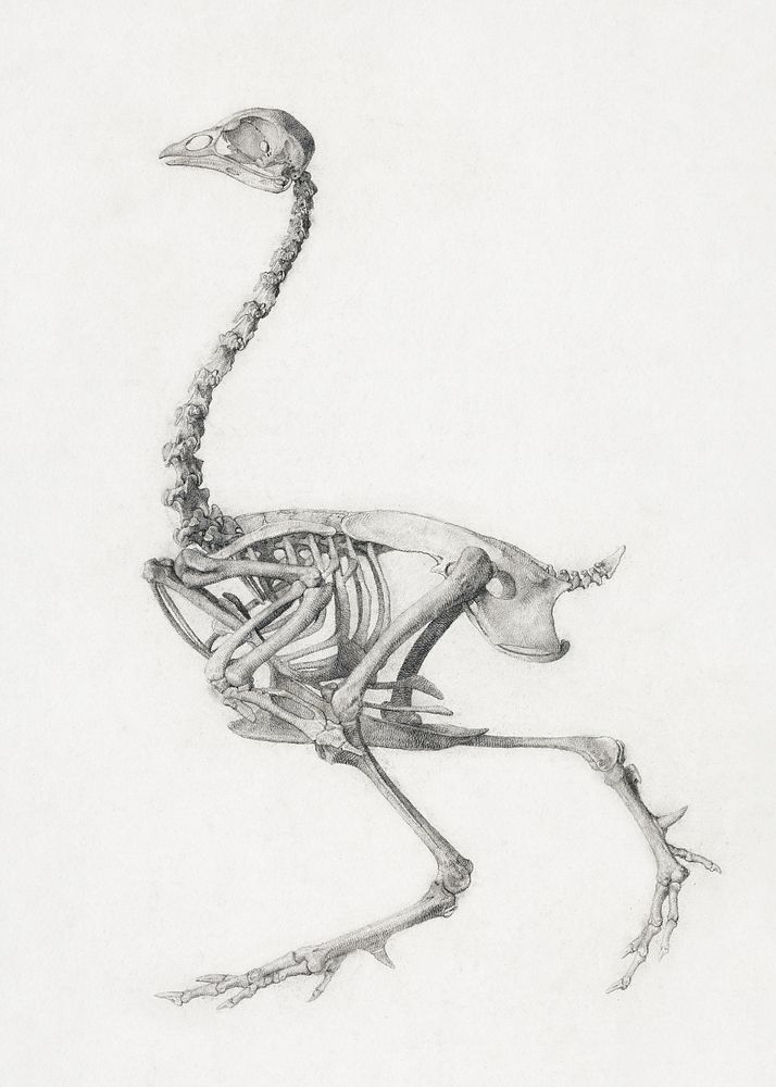 Fowl Skeleton, Lateral View (Finished Study for Table V), (1795&ndash;1806) drawing in high resolution by George Stubbs.…