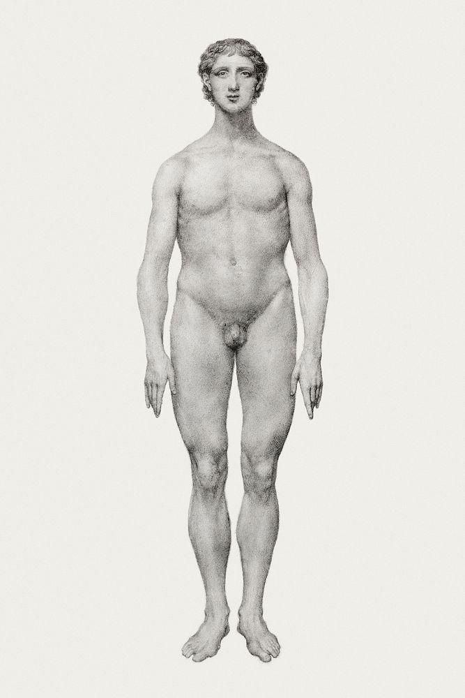 Human Figure, Anterior View, Undissected (Finished Study for Table VI), (1795&ndash;1806) drawing in high resolution by…
