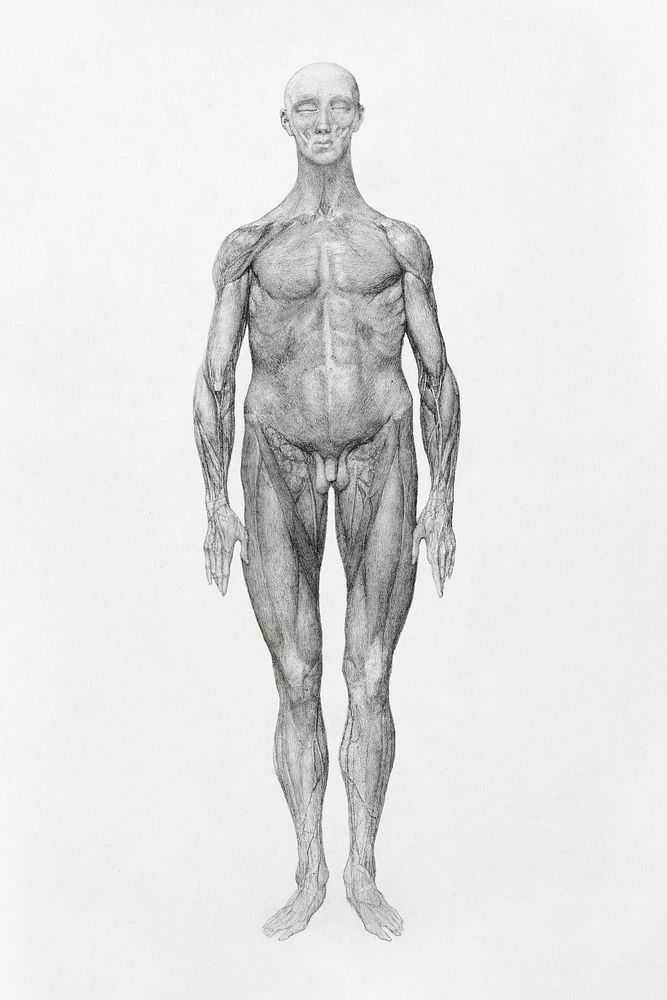 Human Figure, Anterior View, Skin and Underlying Facial Layers Removed (Finished Study for Table XI), (1795&ndash;1806)…