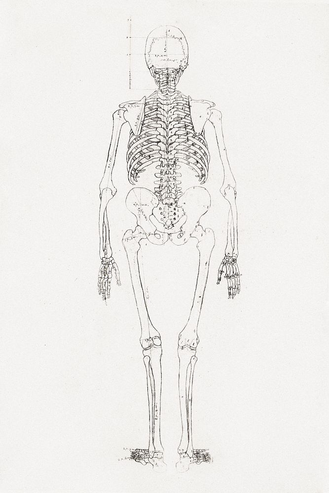 Human Skeleton, Posterior View (1795 &ndash;1806) drawing in high resolution by George Stubbs. Original from The Yale…
