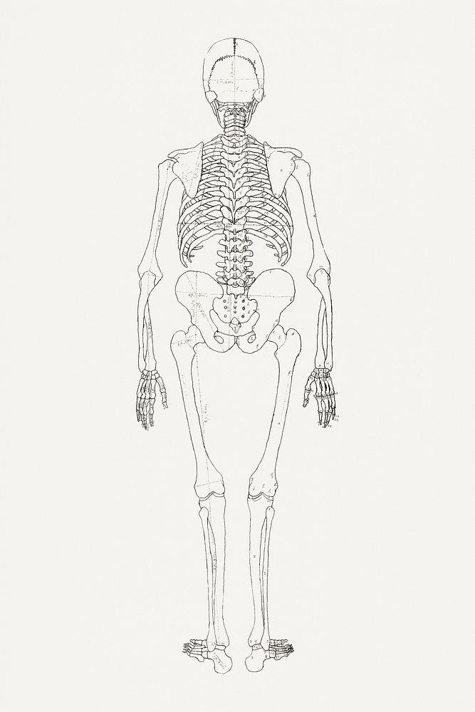 Human Skeleton, Posterior View (Relates to Table II), (1795&ndash;1806) drawing in high resolution by George Stubbs.…