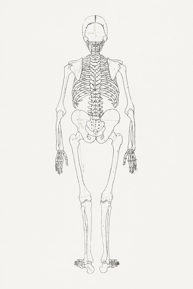 Human Skeleton, Posterior View (Relates to Table II), (1795–1806) drawing in high resolution by George Stubbs. Original from…