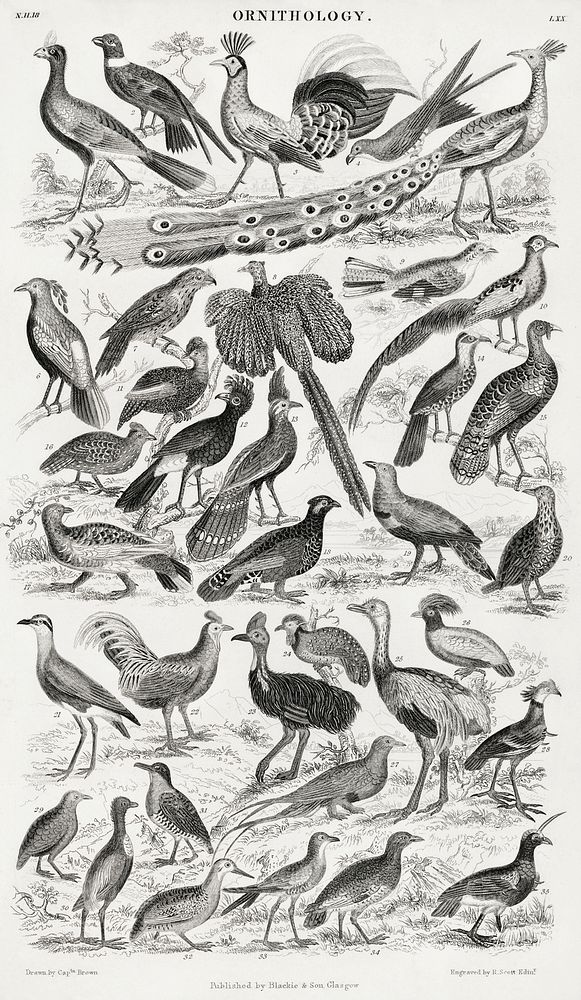 Ornithology.  Digitally enhanced from our own original edition of A History of the Earth and Animated Nature (1820) by…