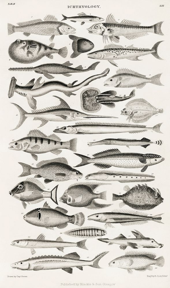 Ichthyology.  Digitally enhanced from our own original edition of A History of the Earth and Animated Nature (1820) by…