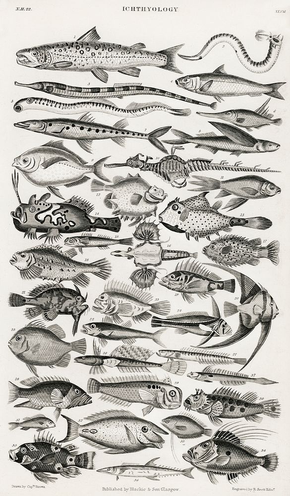 Ichthyology.  Digitally enhanced from our own original edition of A History of the Earth and Animated Nature (1820) by…