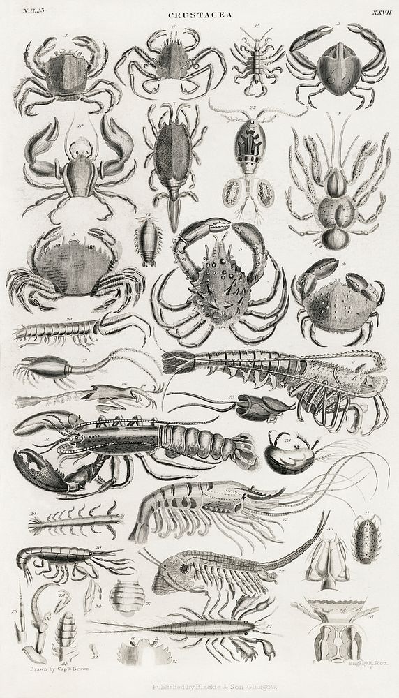 Crustacea.  Digitally enhanced from our own original edition of A History of the Earth and Animated Nature (1820) by Oliver…