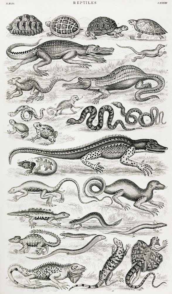 Reptiles.  Digitally enhanced from our own original edition of A History of the Earth and Animated Nature (1820) by Oliver…