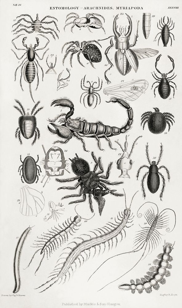 Entomology - Arachnides, Myriapoda.  Digitally enhanced from our own original edition of A History of the Earth and Animated…