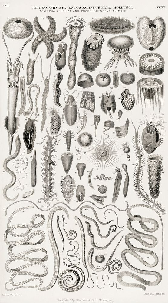 Echinodermata, Entozoa, Infusoria, Mollusca.  Digitally enhanced from our own original edition of A History of the Earth and…