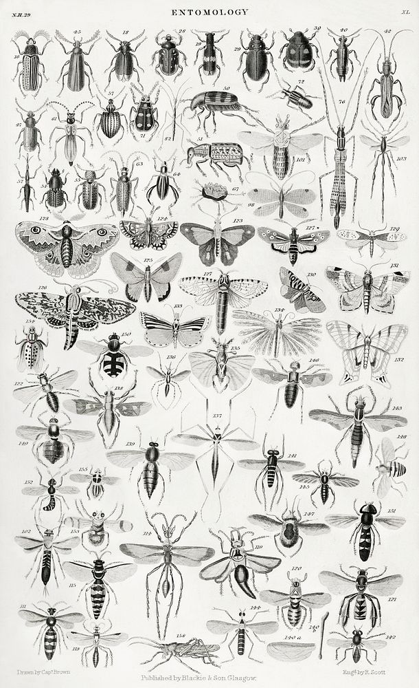 Entomology.  Digitally enhanced from our own original edition of A History of the Earth and Animated Nature (1820) by Oliver…