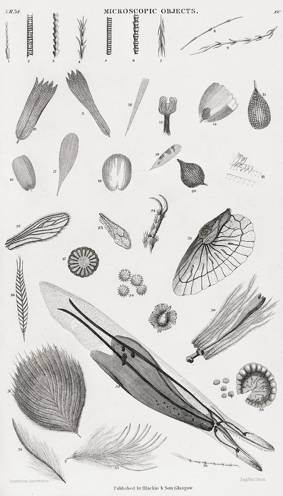Microscopic Objects.  Digitally enhanced from our own original edition of A History of the Earth and Animated Nature (1820)…
