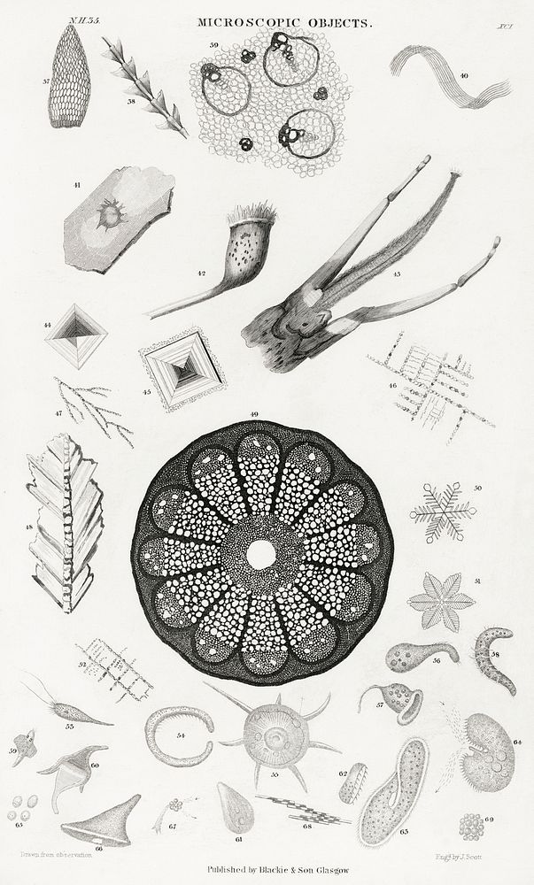 Microscopic Objects from A history of the earth and animated nature (1820) by Oliver Goldsmith (1730-1774). Digitally…